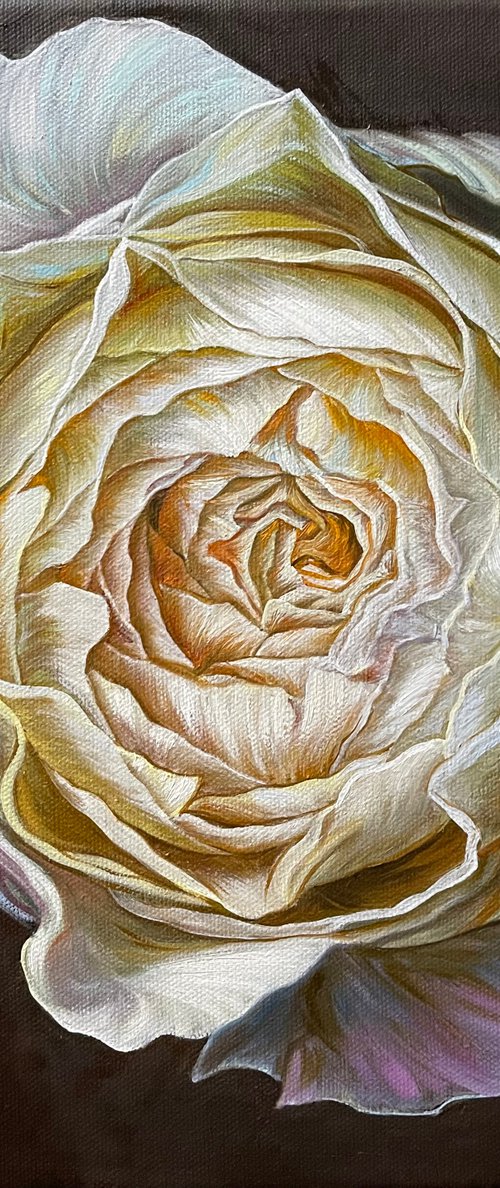 Cream rose by Elena