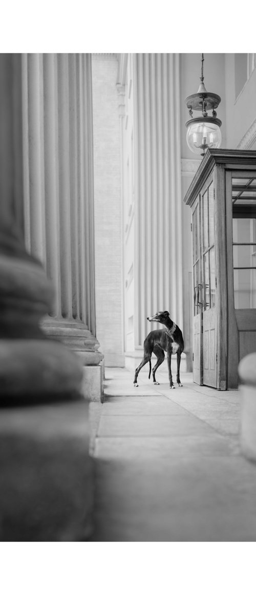 Greyhounds of London IX by Elena Marchi