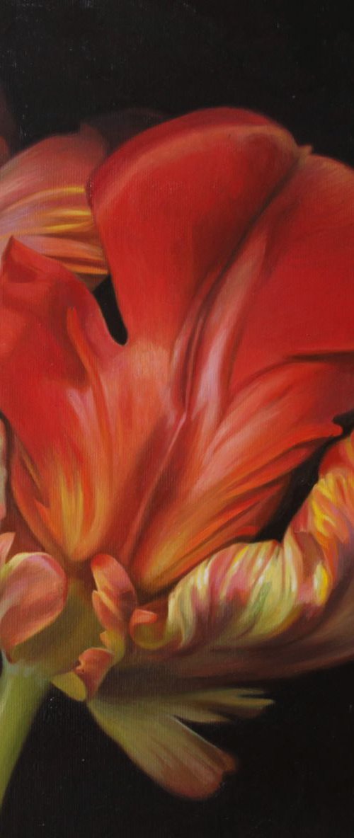 Tulip by Darya Klunnikova