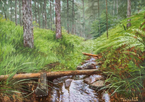 Stream in Pine Forest