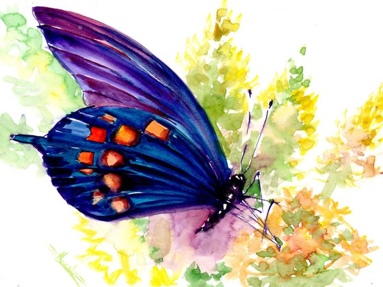 Butterfly