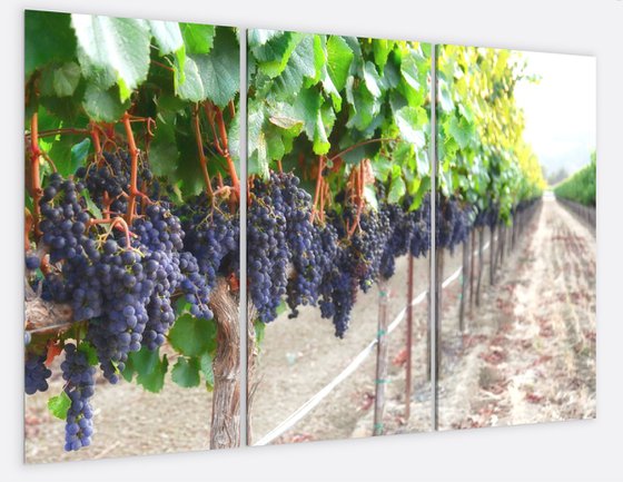 Harvest Time Gallery Wrapped Canvas Triptych