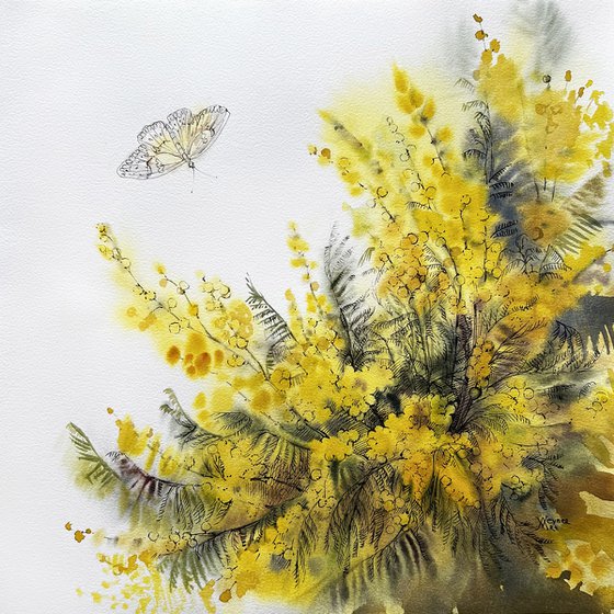 Mimosa branches