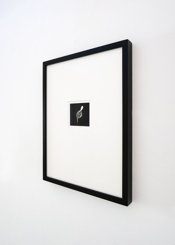 Pinus | Handmade Print