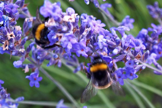 Lavender Bees