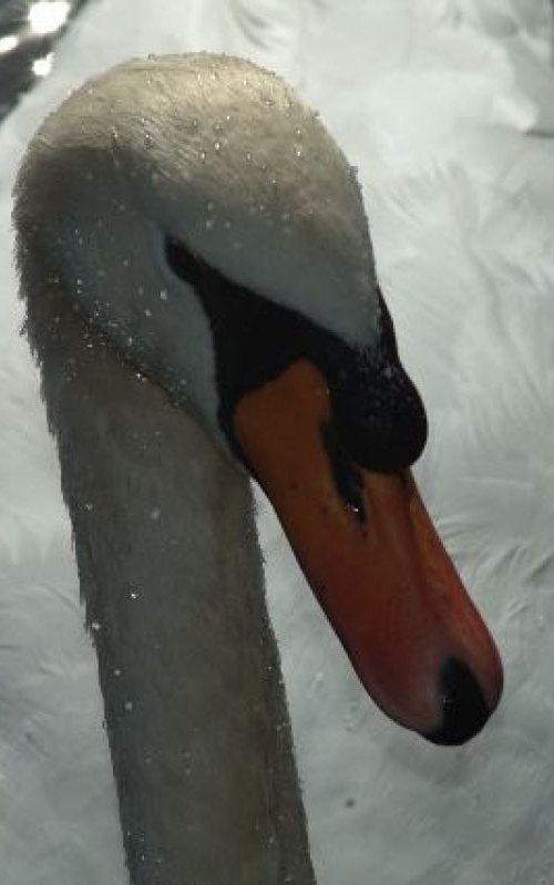Wet Swan by Marc Ehrenbold