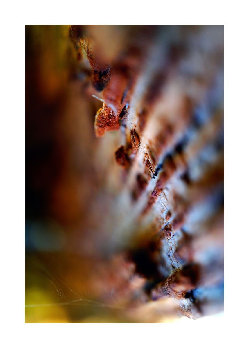 Abstract Nature Photography 79 (LIMITED EDITION OF 15) by Richard Vloemans