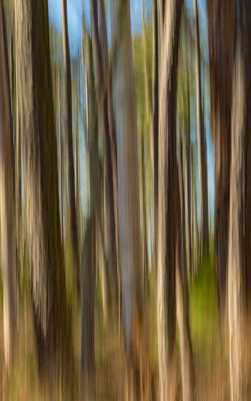 Dreaming Woods by David DesRochers