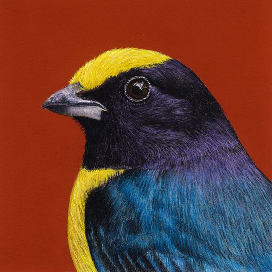 Original pastel drawing bird "The orange-bellied euphonia"