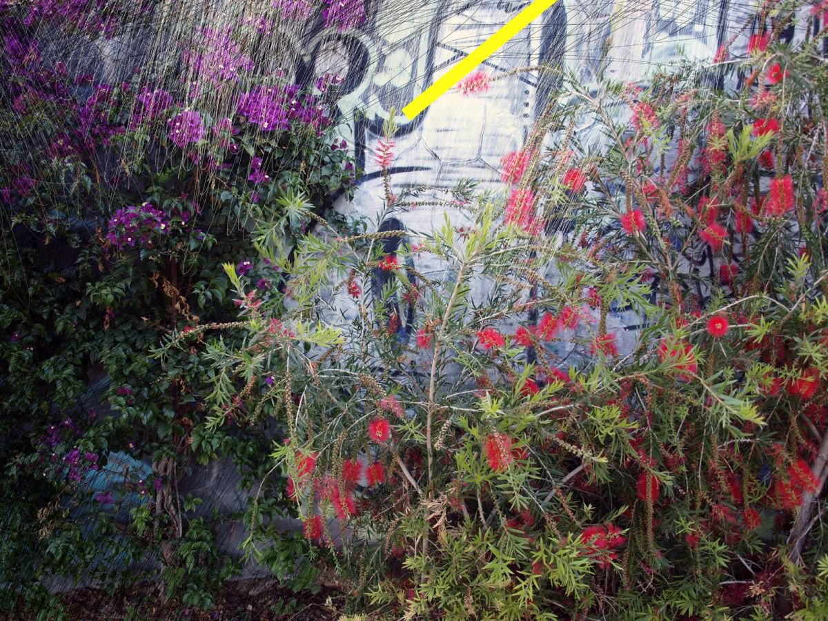 Organic Photograph , Urban Flower Decay (Ii) By Catalin Ilinca, 16 X 12, Artwork For Sale On Artfinder