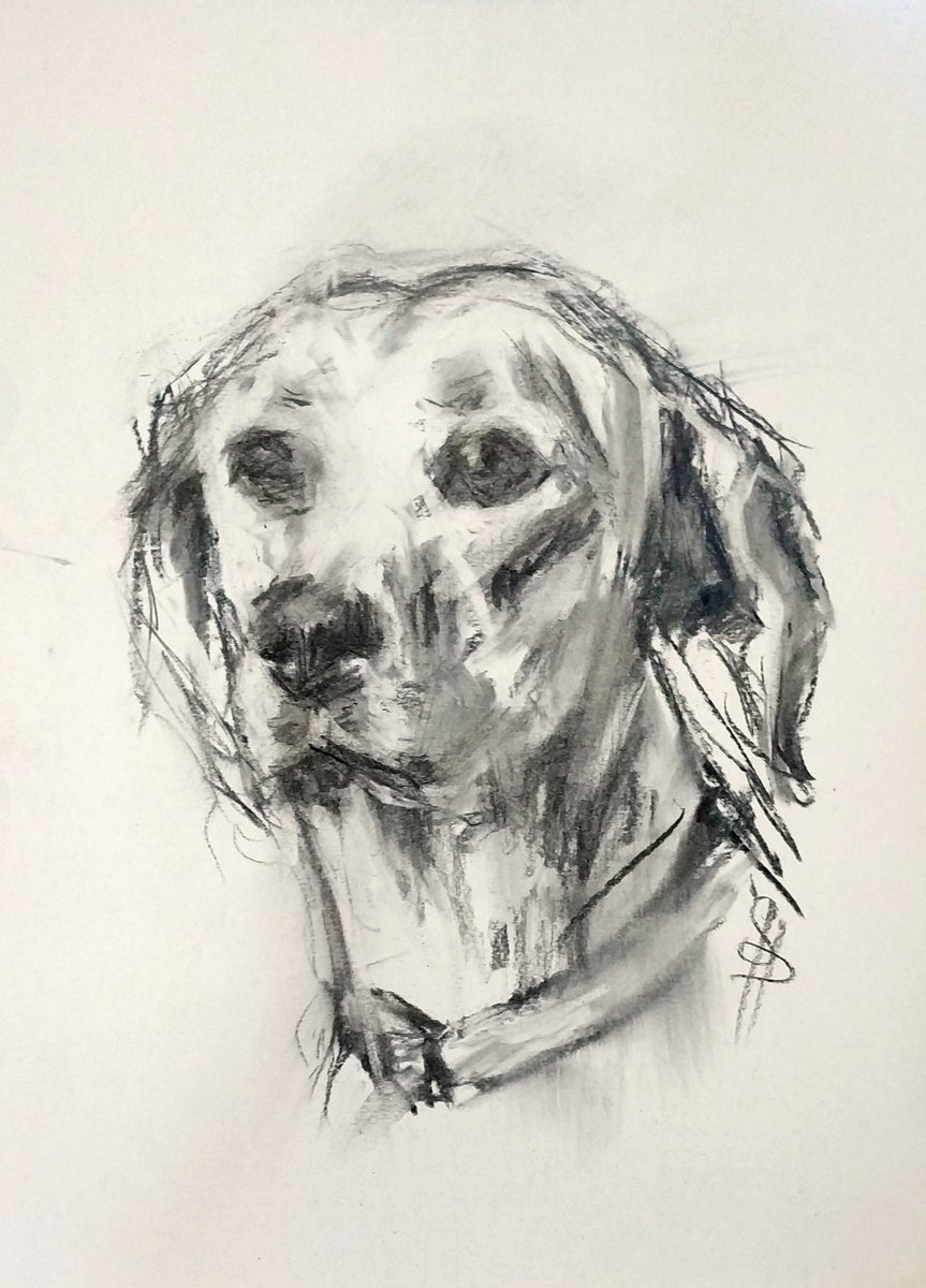 Expressive Animal Charcoal Drawing By Sbboursot, 8 X 12", Labrador, Original Artwork