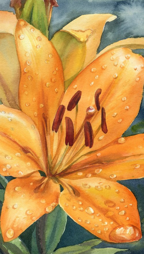 Orange Lilly after the rain  Crimea by SVITLANA LAGUTINA