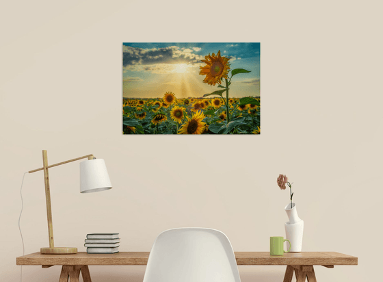 Sunflowers field