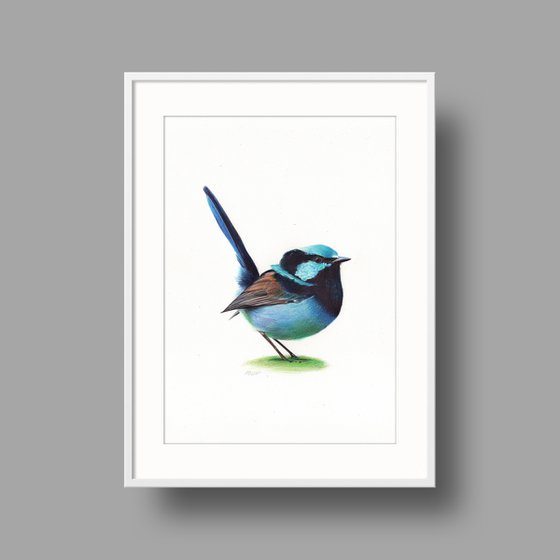 Superb Fairywren