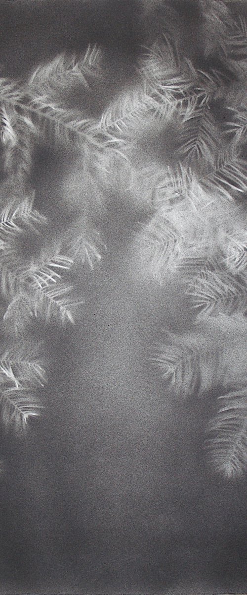 Abies alba III (Silver fir) by Laura Stötefeld