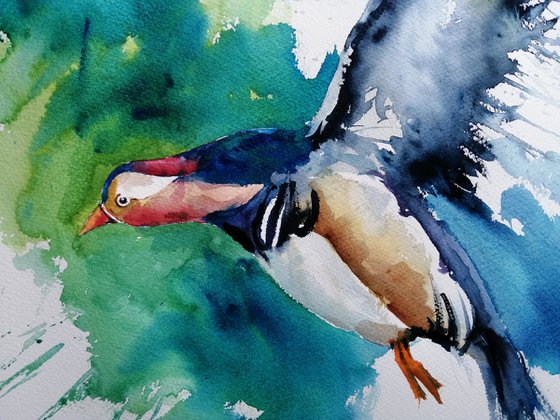 Mandarin duck