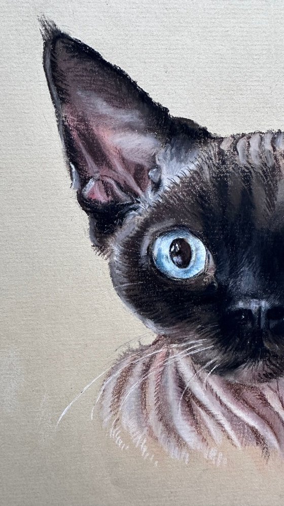 Portrait of sphynx with "Penetrating glance"