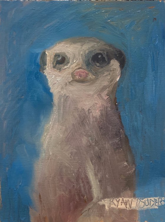 Meerkat Picture