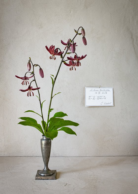 Lilium martagon