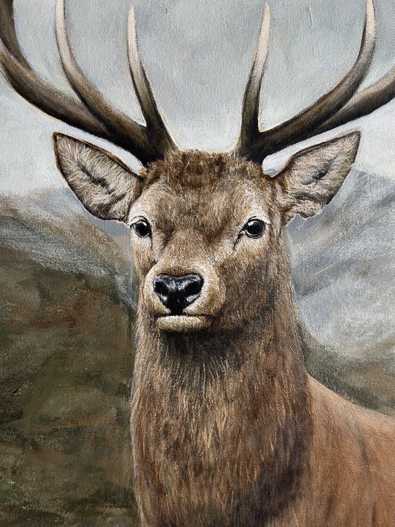 Deer