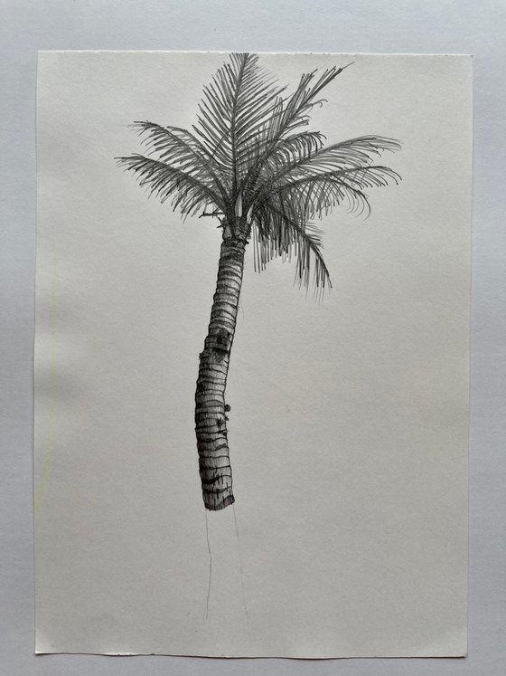 Palm Tree, Kenting