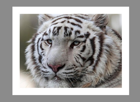 Le tigre blanc - Exposition 2023