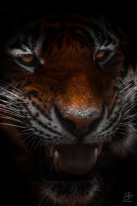 The Soul of the Tiger