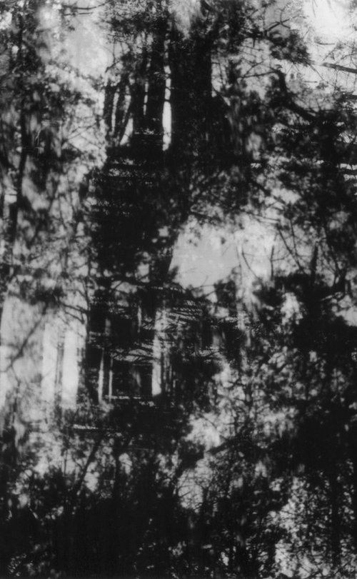 Kuroi Jukai (Black Sea of Trees) - Alu Panel by Justice Hyde