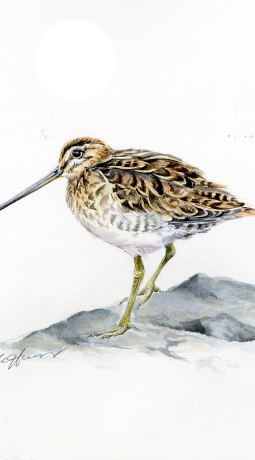 Snipe bird watercolour by Una Hurst