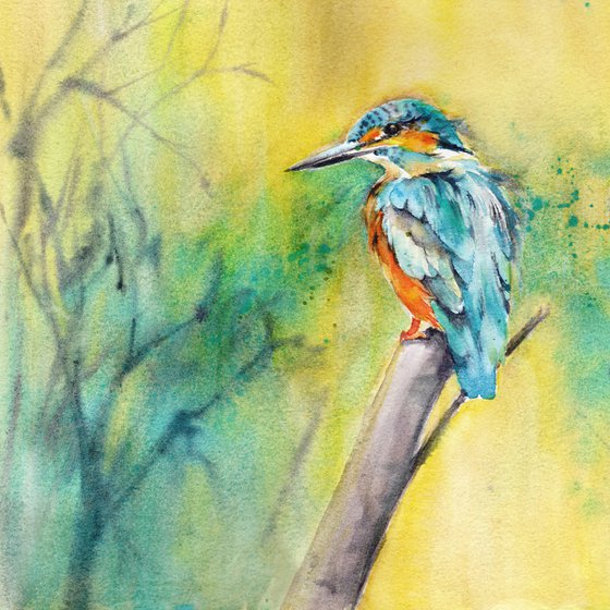 Kingfisher III