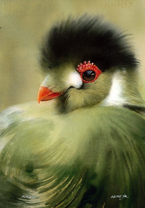 BIRD CCXXVII -  Portrait by REME Jr.