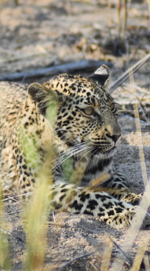 LEOPARD RELAX by Fabio Accorrà