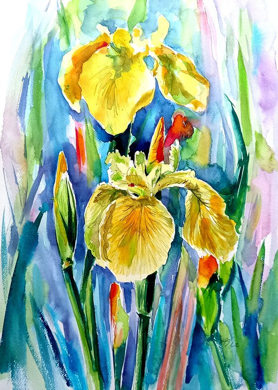 Yellow iris