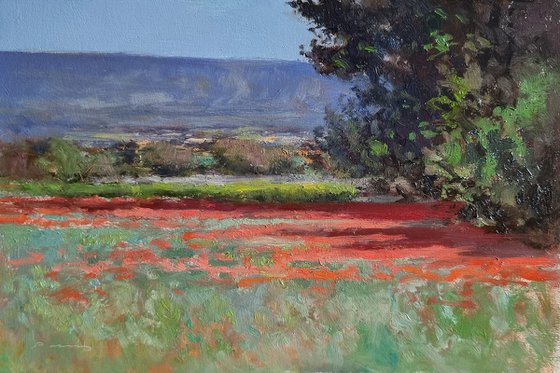 Poppies in the Luberon