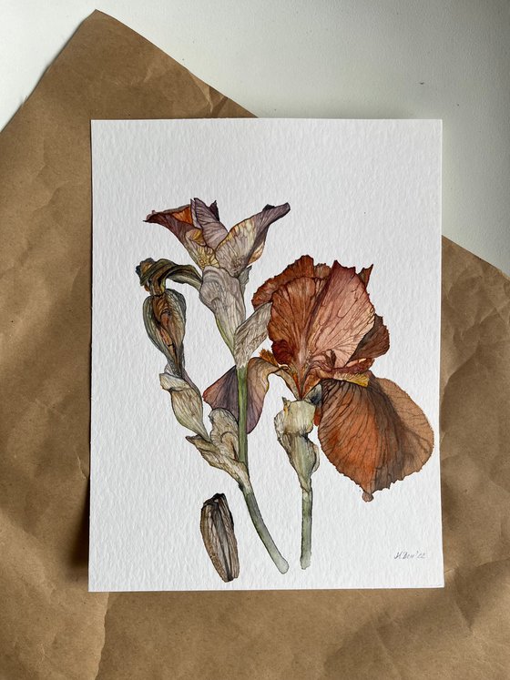 Brown Yellow Orange Iris