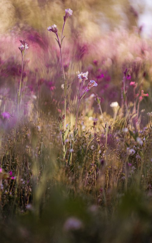 Wildflowers (one) by Lisa Plumb