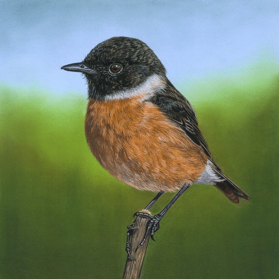 Original pastel drawing bird "European stonechat"