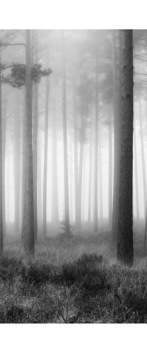 New Forest 2011-VIII by David Baker