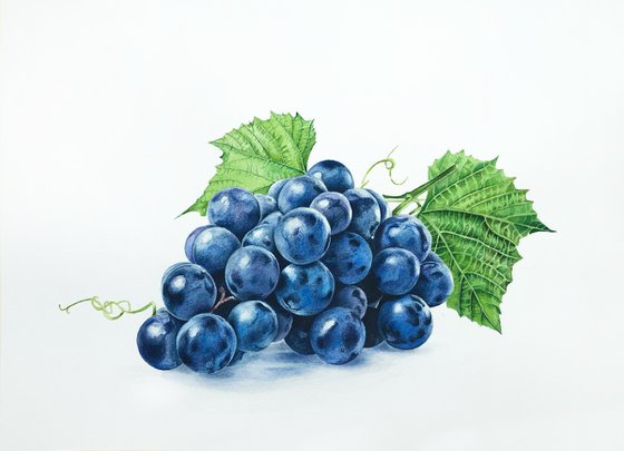 Concord grape