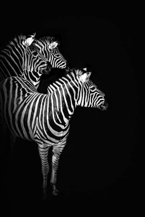 Three Zebras by Paul Nash