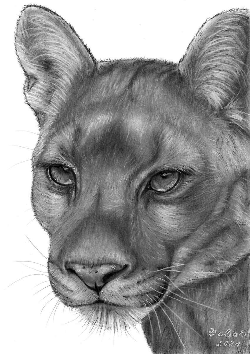 Charcoal wildlife art lesson - drawing a puma