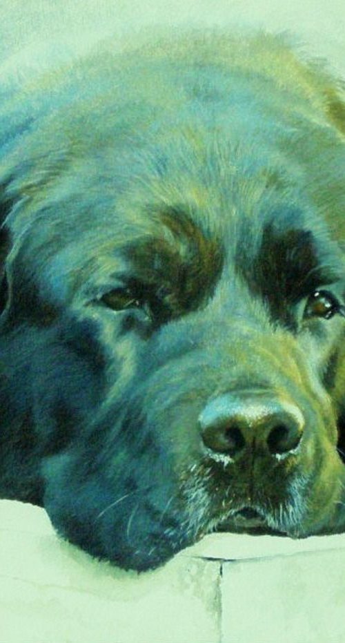 Benji by Julian Wheat