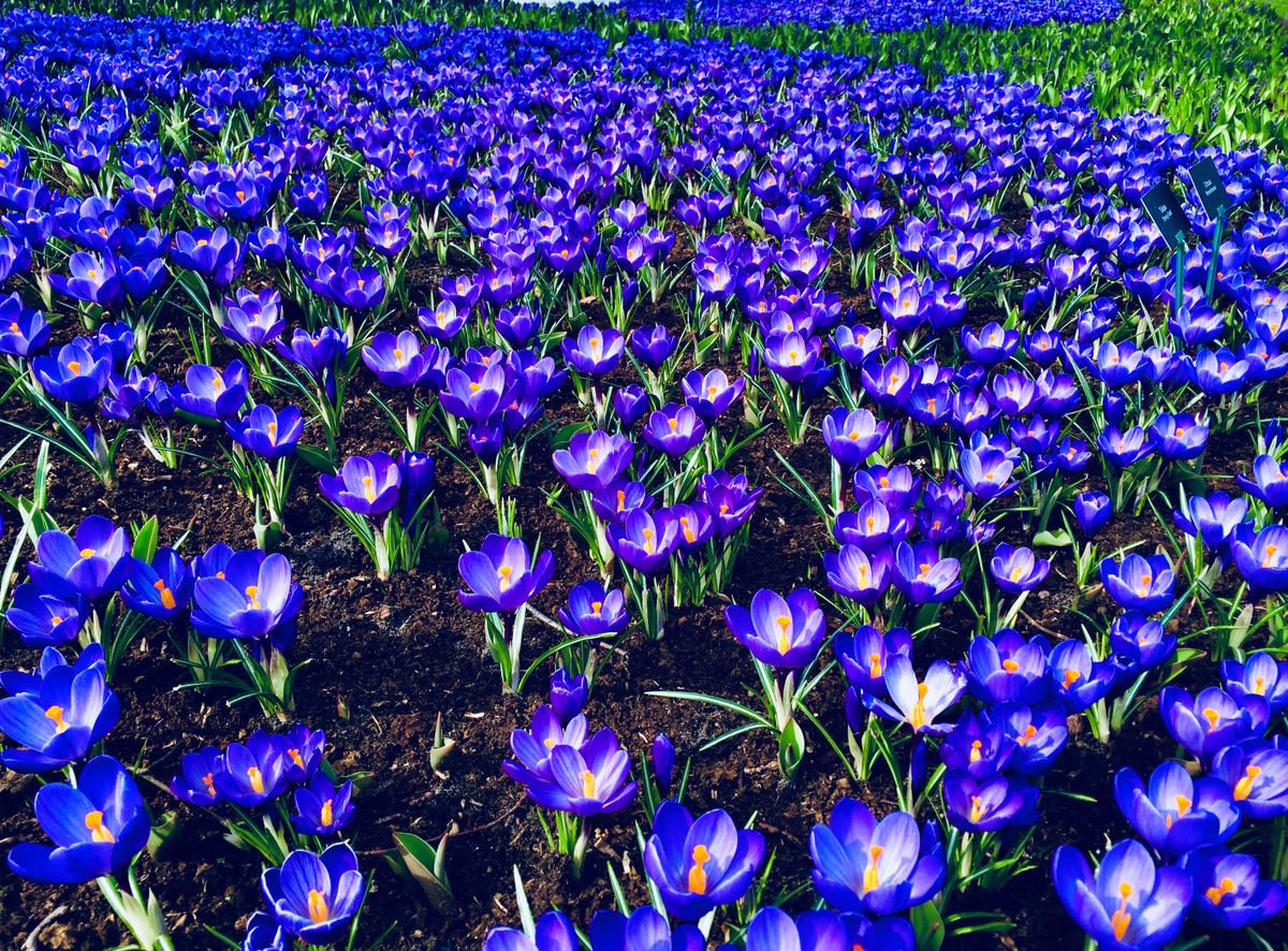SPRING FLOWER BED (KING SIZE) - BLUE GARDEN ON PHOTOGRAPHY by Hana Auerova