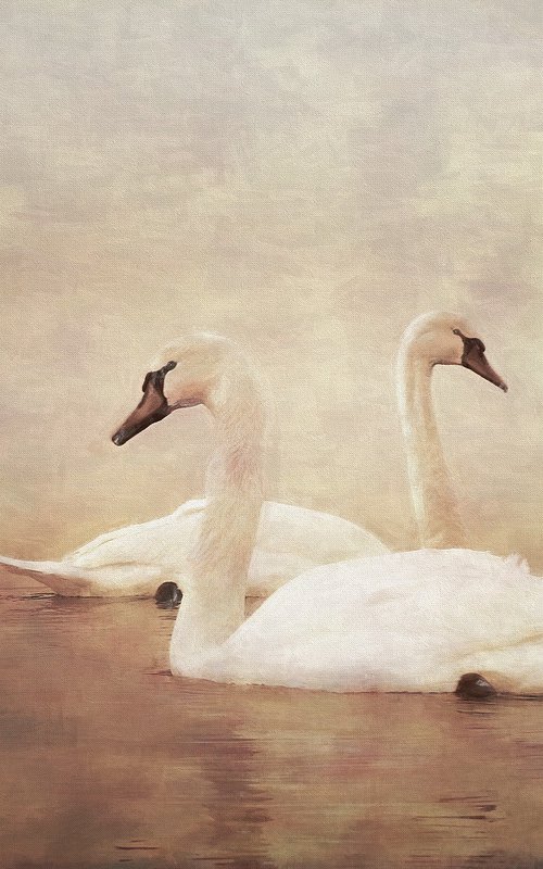 Swans... by Martin  Fry