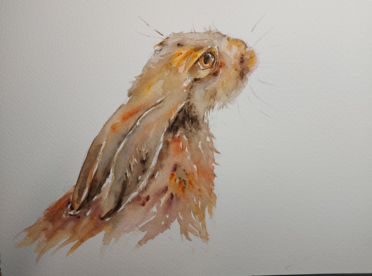 Hare in Watercolour by Sue  Green