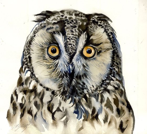 long eared owl