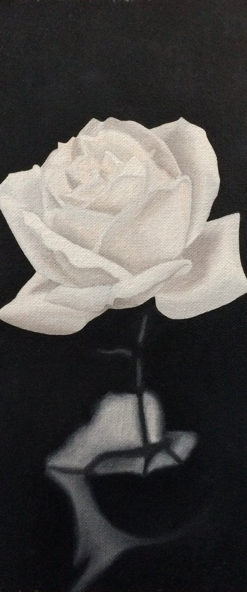 White Rose by Jill Ann Harper