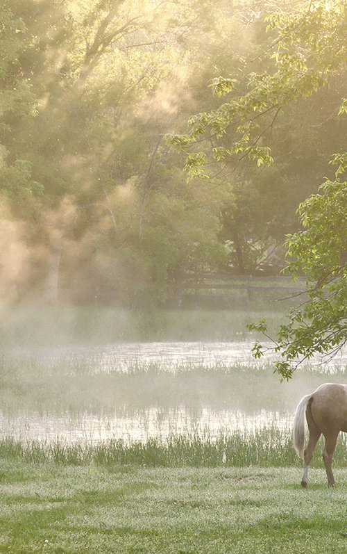 Morning Mist by Emily Kent