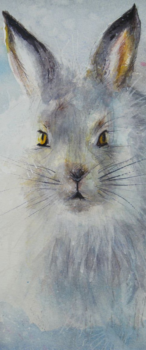Snow Rabbit by Violeta Damjanovic-Behrendt