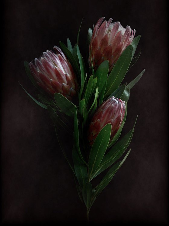 Dusty Pink Proteas